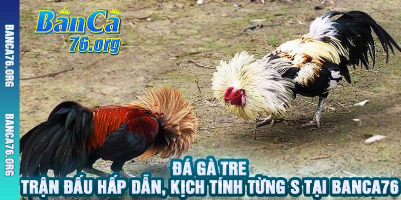 Đá Gà Tre Trận Đấu Hấp Dẫn, Kịch Tính Từng S Tại banca76