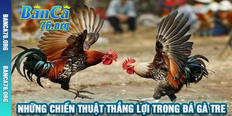 Những Chiến Thuật Thắng Lợi Trong Đá Gà Tre